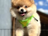 Ayı Surat Orange Pomeranian Boo Irk Ve Sağlık Garantili