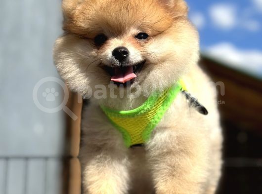 Ayı Surat Orange Pomeranian Boo Irk Ve Sağlık Garantili görsel