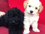 Baby Face Toy Poodle