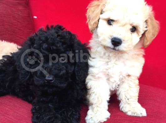 Baby Face Toy Poodle görsel