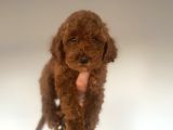 Red Brown Toy Poodle Aşili