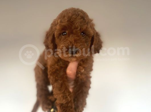 Red Brown Toy Poodle Aşili görsel