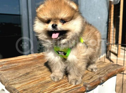 Teddy Bear Garantili Boo Pomeranian Yavrular görsel