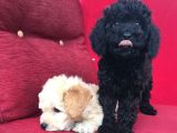 Baby Face Toy Poodle