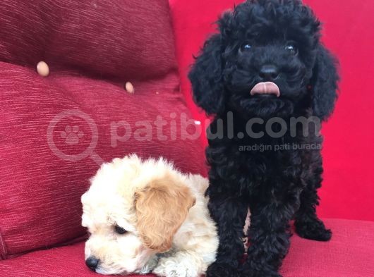 Baby Face Toy Poodle görsel