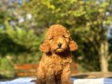 Red Di̇şi̇ Aşili Poodle Bebeği̇mi̇z