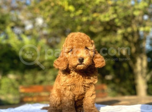 Red Di̇şi̇ Aşili Poodle Bebeği̇mi̇z görsel