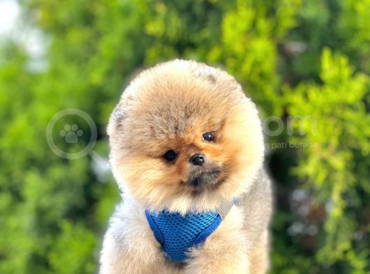 Safkan Teddy Bear Pomeranian Boo Yavrularımız görsel