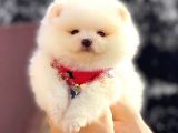 Kusursuz Karbeyaz Pomeranian