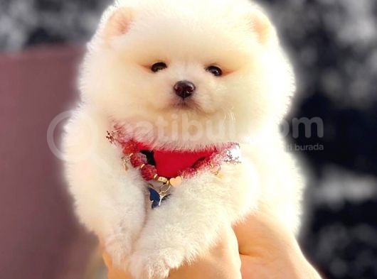 Kusursuz Karbeyaz Pomeranian