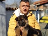 Orjinal Irk  Garantili Alman Çoban Yavrularımız