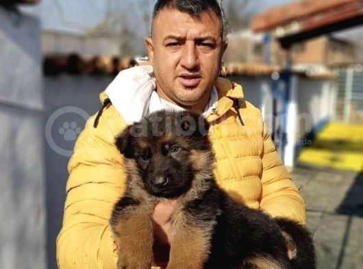 Orjinal Irk  Garantili Alman Çoban Yavrularımız görsel