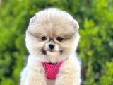 Safkan Teddy Bear Pomeranian Boo Yavrularımız