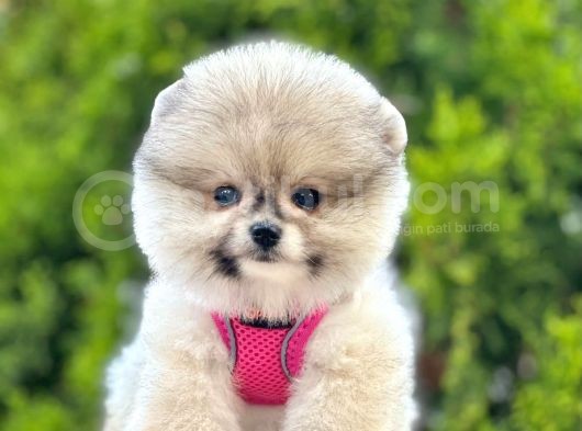 Safkan Teddy Bear Pomeranian Boo Yavrularımız görsel