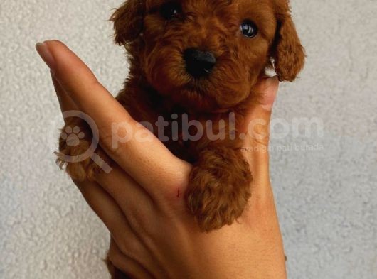 Tatlı Mı Tatlı Toy Poodle Yavrularım görsel