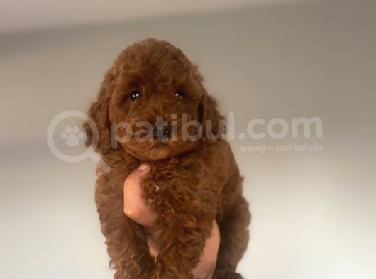 Red Brown Toy Poodle Aşili görsel