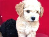 Baby Face Toy Poodle