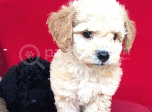 Baby Face Toy Poodle