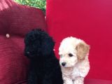 Baby Face Toy Poodle