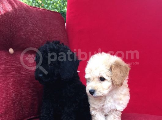 Baby Face Toy Poodle görsel