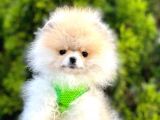 Safkan Teddy Bear Pomeranian Boo Yavrularımız