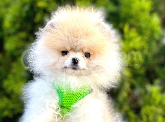 Safkan Teddy Bear Pomeranian Boo Yavrularımız