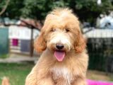 Goldendoodle  F2 Multigen Nadir Irk Özel Yavrumuz