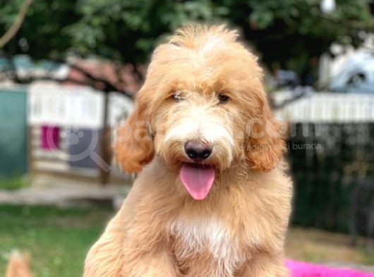 Goldendoodle  F2 Multigen Nadir Irk Özel Yavrumuz görsel