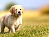 Bebek Suratli Golden Retriever Yavrular