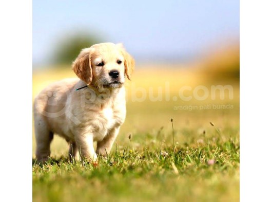 Bebek Suratli Golden Retriever Yavrular görsel