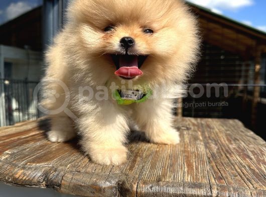 En Güzel Pomeranian Boo Yavrular görsel