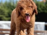 Red Brown Labradoodle Özel Dizayn Irk Yavrular