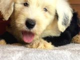 Bobtail Mavi Göz Nadir Renk Yavrumuz