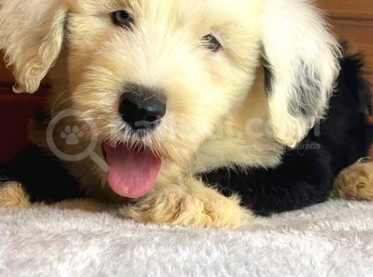 Bobtail Mavi Göz Nadir Renk Yavrumuz görsel