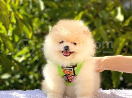 Krem Pomerani̇an Boo Oğlumuz