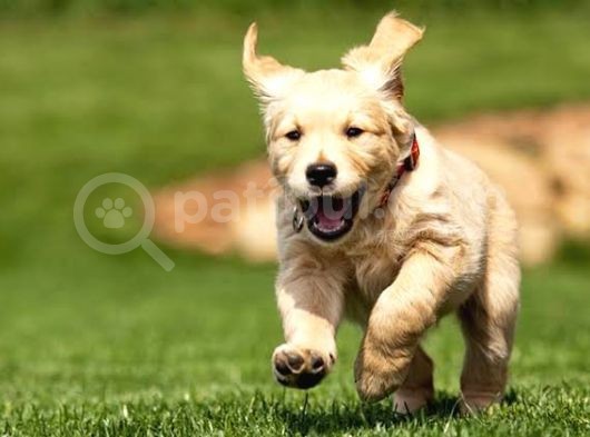 Bebek Suratli Golden Retriever Yavrular görsel