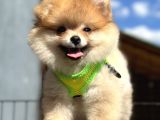 Ayı Surat Orange Pomeranian Boo Irk Ve Sağlık Garantili