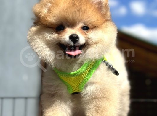 Ayı Surat Orange Pomeranian Boo Irk Ve Sağlık Garantili