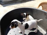 Çiftlikten Kısa Bacak Jackrussel Yavrular (Sdk)