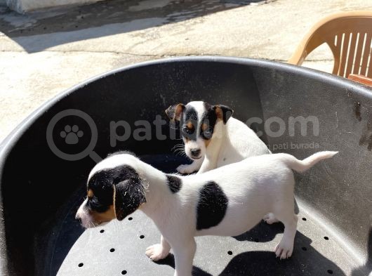 Çiftlikten Kısa Bacak Jackrussel Yavrular (Sdk) görsel