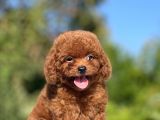 Bebek Surat Toy Poodle Yavrular