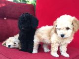 Baby Face Toy Poodle