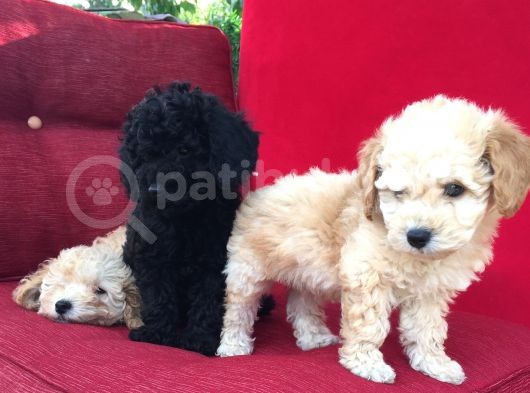 Baby Face Toy Poodle görsel