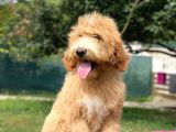 Goldendoodle  F2 Multigen Nadir Irk Özel Yavrumuz