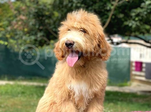 Goldendoodle  F2 Multigen Nadir Irk Özel Yavrumuz