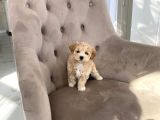 Dizayn Irk Sevimli Maltipoo Yavrular