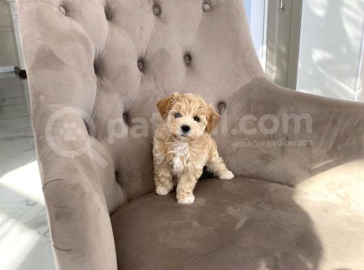 Dizayn Irk Sevimli Maltipoo Yavrular görsel