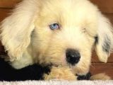 Bobtail Mavi Göz Nadir Renk Yavrumuz