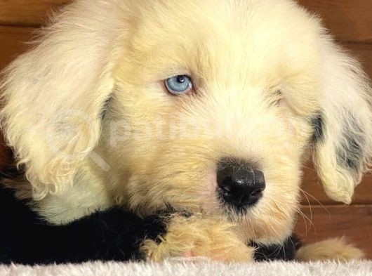 Bobtail Mavi Göz Nadir Renk Yavrumuz görsel