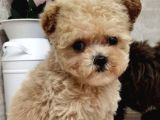 Maltipoo Multigen Tüy Dökmeyen Irk Nadir Güzellik